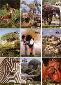 Thumbnail of Disney Animal Kingdom - 28 Card Base Set